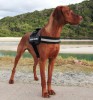 Ezydog Convert harness-2320