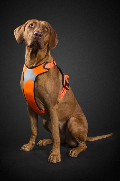 Hurtta Dazzle Harness orange-0