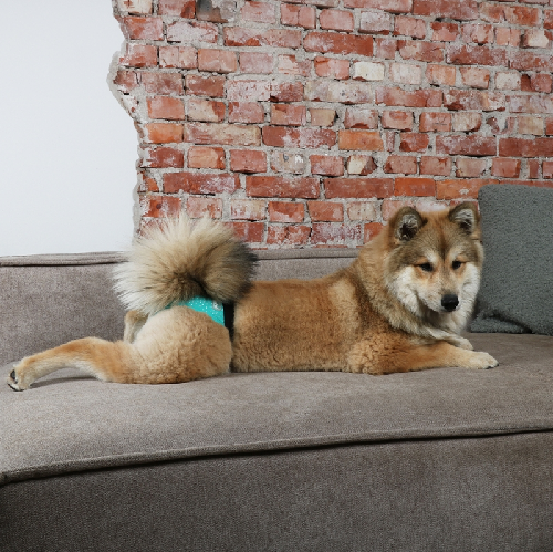 EBI Loopsheidsbroekje EBI Loopsheidsbroekje