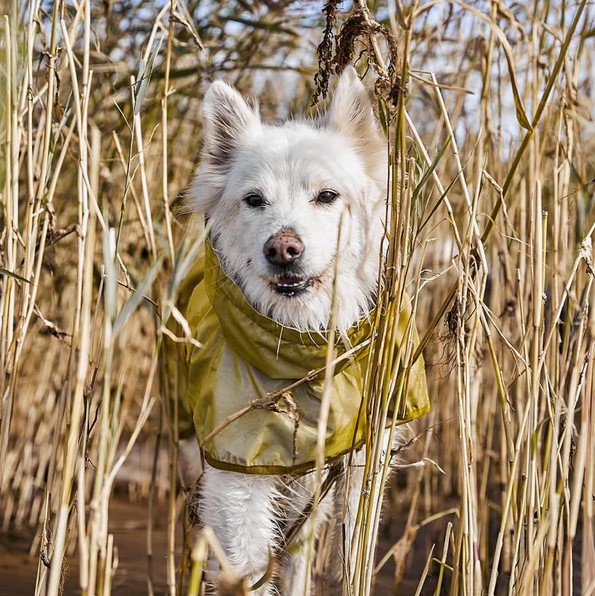 Hurtta Mudventure Reflective Coat Turmeric - Afbeelding 4