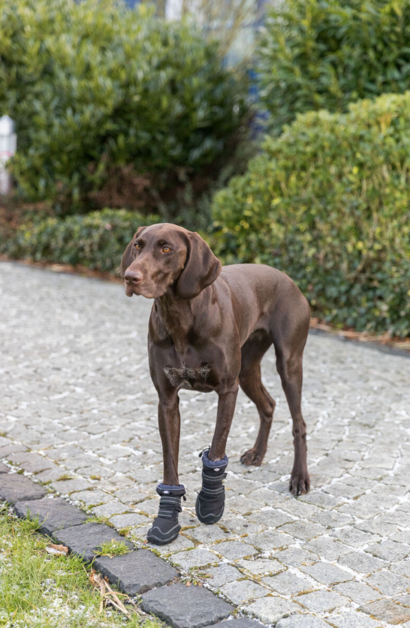 Hondenbeschermschoen Active Walker Long - Afbeelding 2
